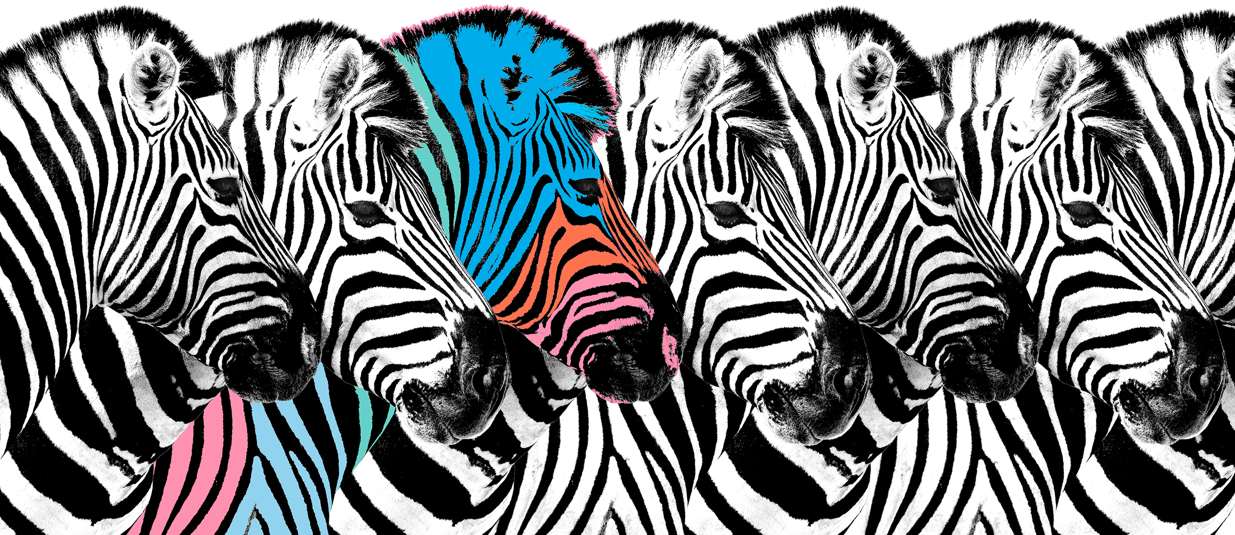 Atiba_Zebra_Crop